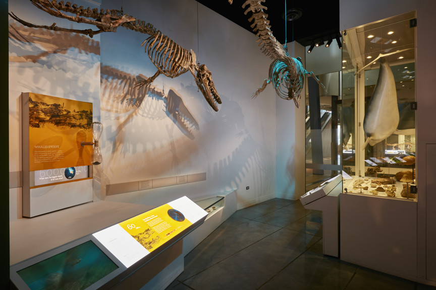 60 million years ago / 'Whales evolve' section of 600 Million Years exhibition 