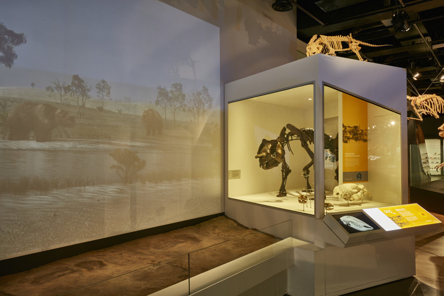 0.05 million years ago / 'Megafauna around the globe' section of 600 Million Years exhibition 