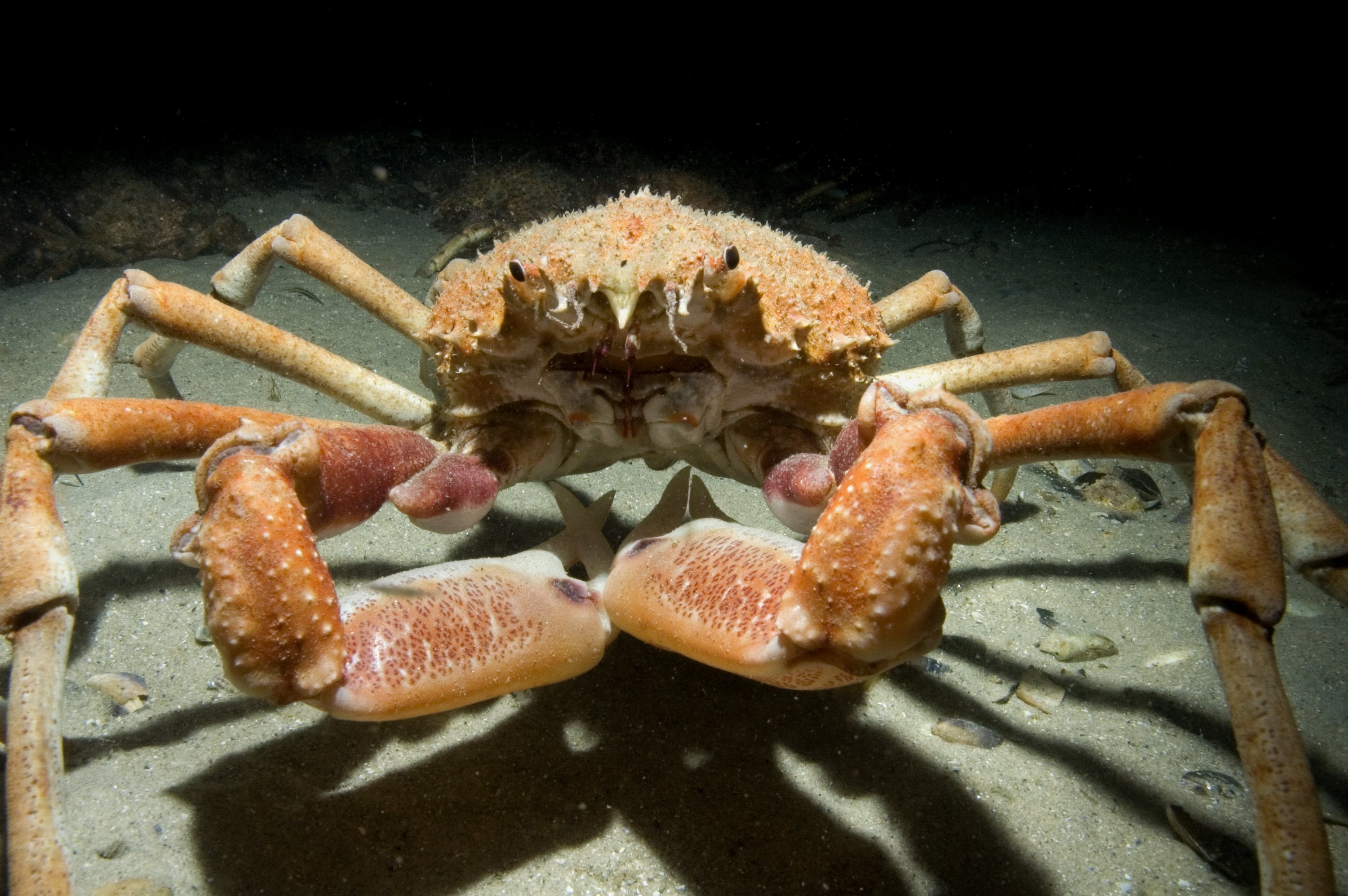 Newly-moulted Giant Spider Crab