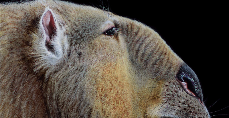 Australia's megafauna