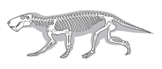 An illustration of an Inostrancevia skeleton