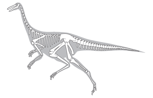 Illustration of a Gallimimus skeleton.