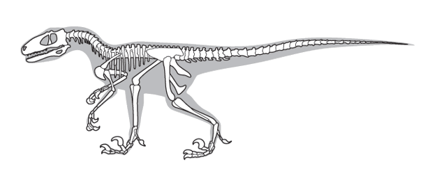 Line drawing of a dinosaur skeleton