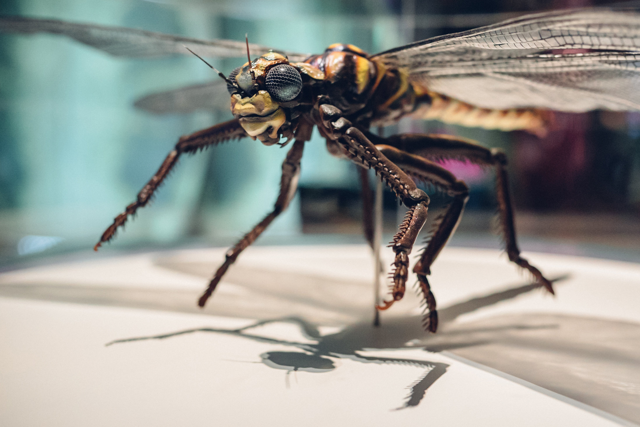 A close-up of a dragonfly