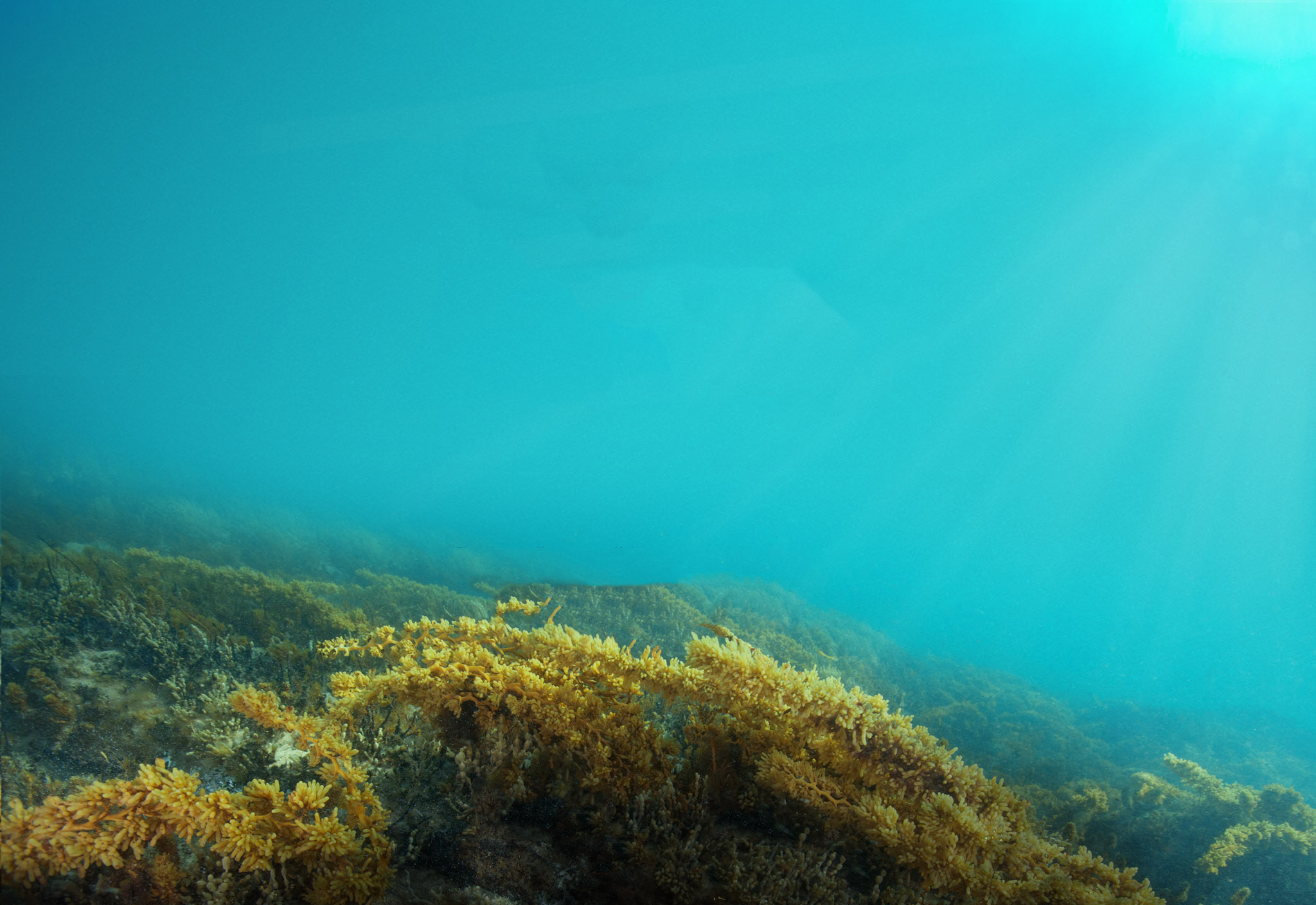 Underwater landscape