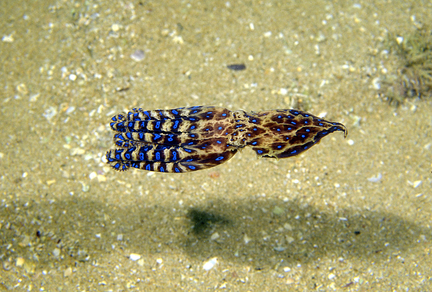 Southern Blue-ringed Octopus