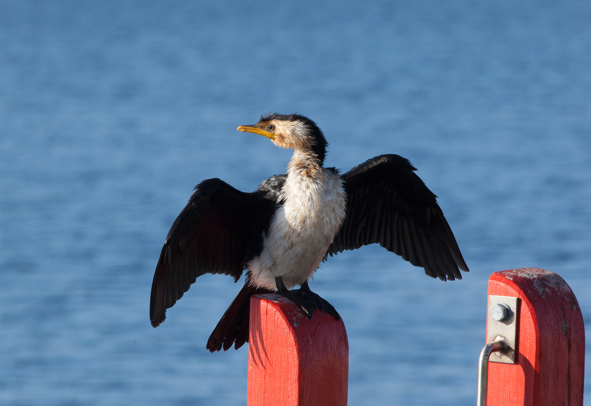 Bird perched on a red bollard