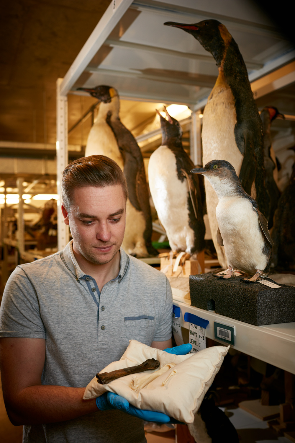 A museum staff member handles a dinosaur bone on a pillow