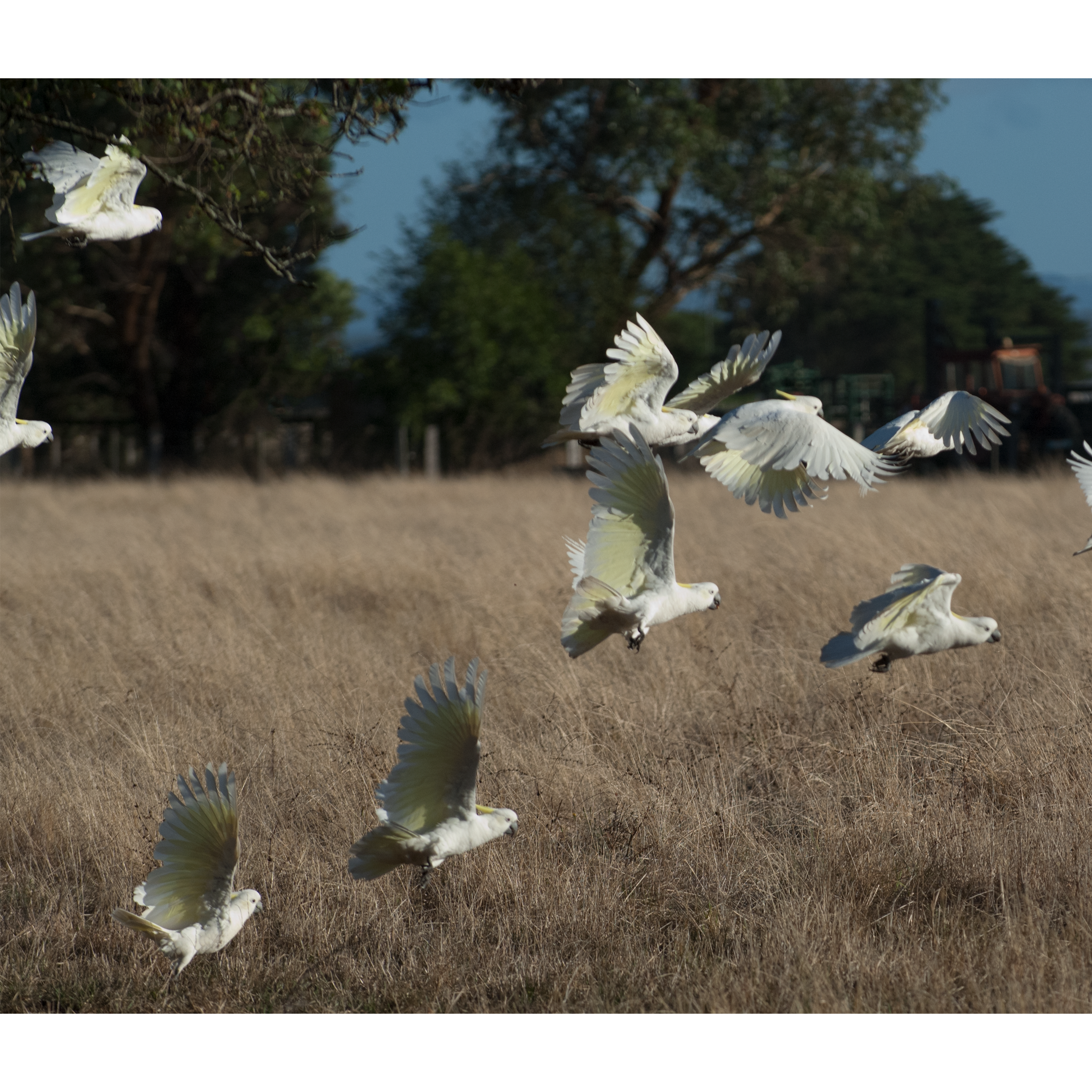 Cockatoos taking flight