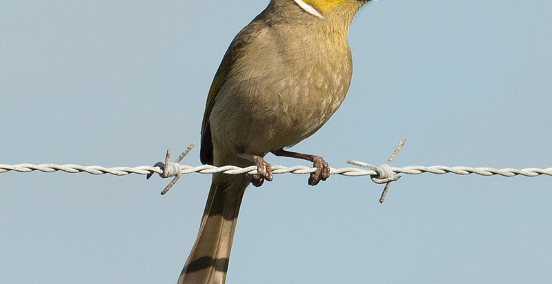 Birds and birdwatching