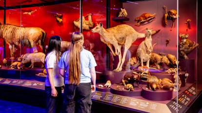 Two students stand in front of glass case holding many taxidermied   animal specimens.