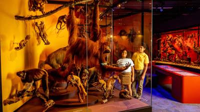 A museum exhibit featuring a large orangutan model hanging from a branch surrounded by numerous smaller primate specimens in dynamic poses. The display is enclosed in glass with warm orange and red lighting, creating a vibrant jungle-like atmosphere. Two visitors stand close to the glass case observing the detailed arrangement, while additional animal displays are visible in the background.