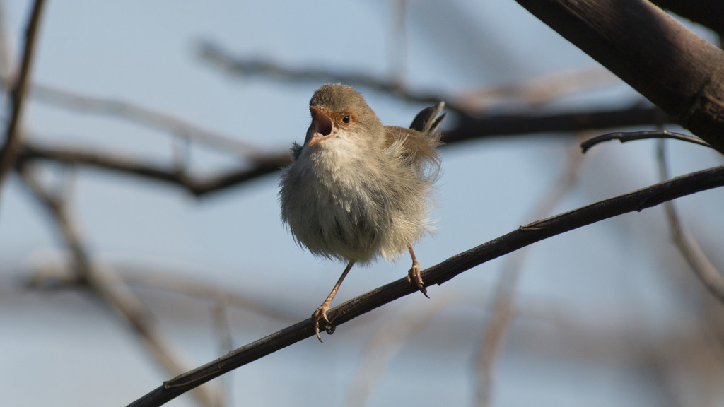 Bird perched on a branch