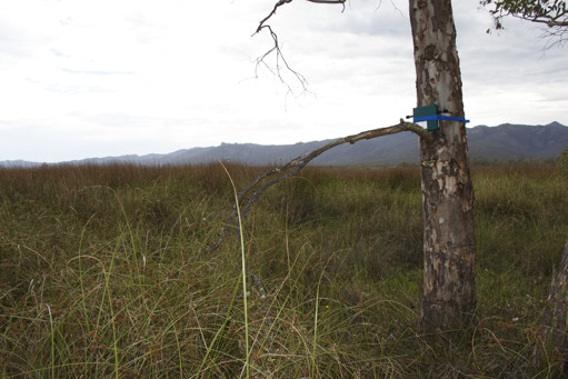 Green box with microphones strapped to a tree