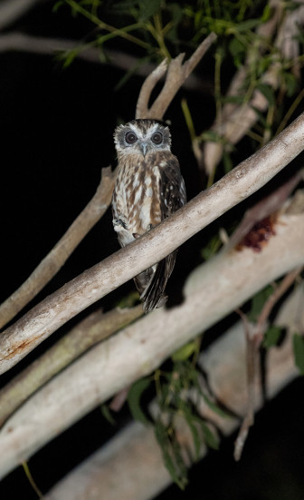 Owl on a branch