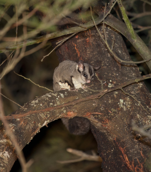Sugar glider on a branch