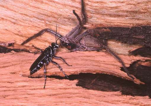 Wasp and spider