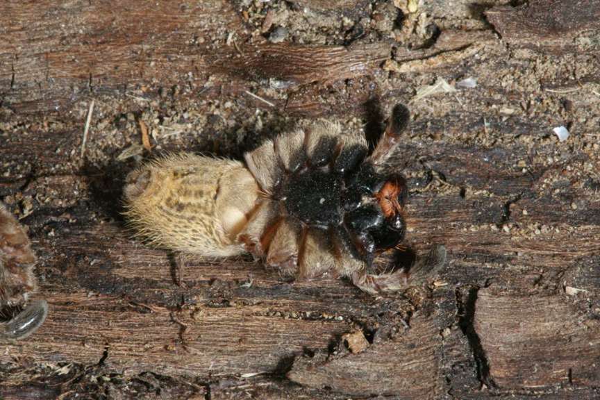 Huntsman spider with no legs