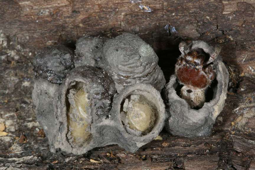 Wasp nest