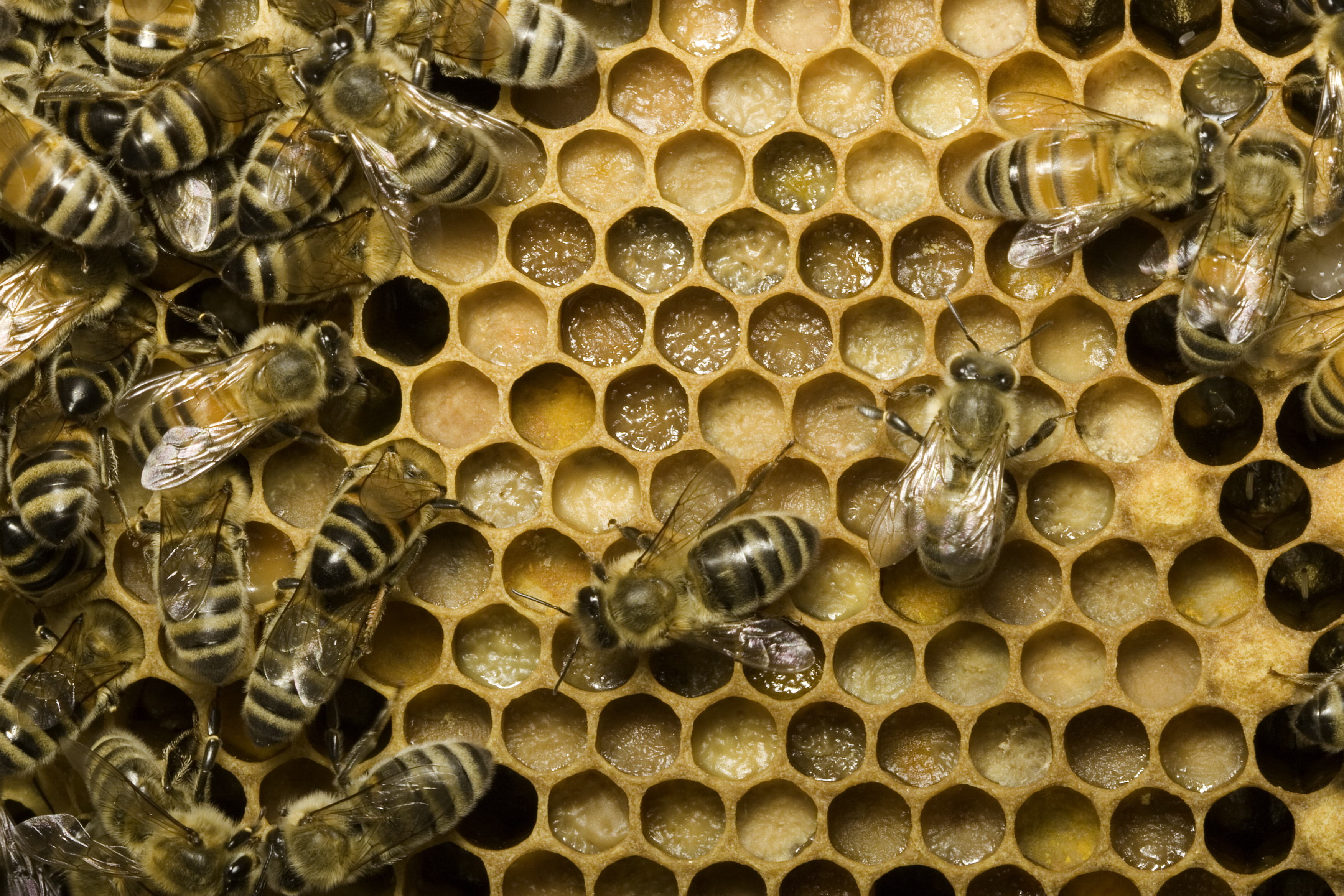 Worker bees with pollen stored in beehive cells.