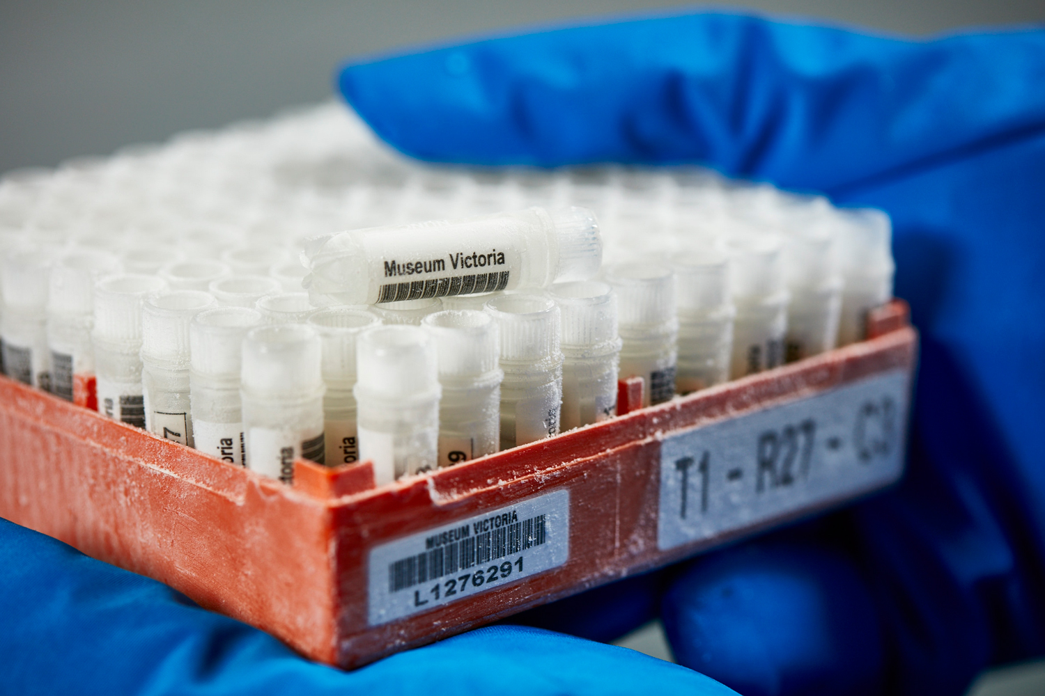 Specimen box storage for the liquid nitrogen cryofacility freezing tank, Ian Potter Bio-Bank.