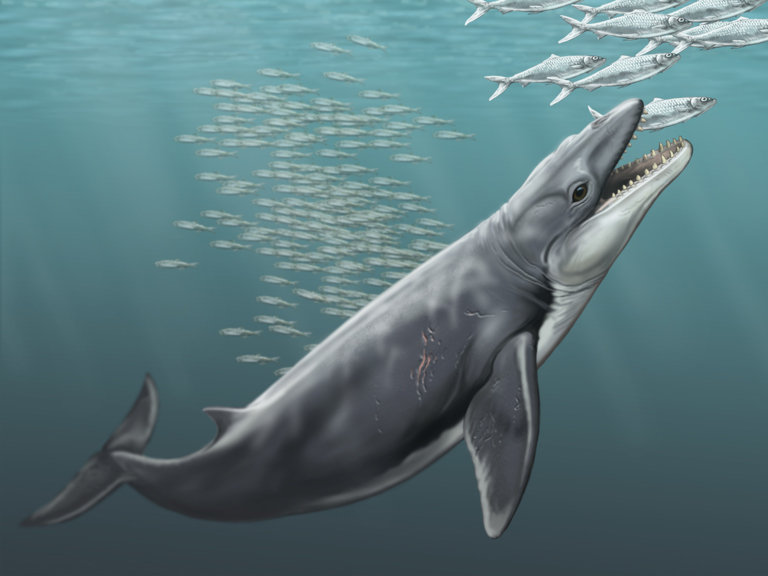 whale preying on fish