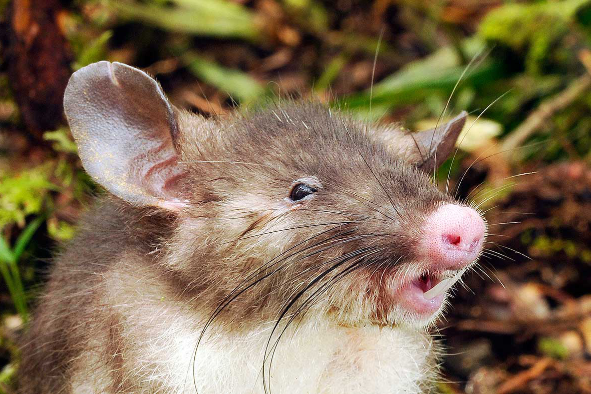 Hog nosed rat