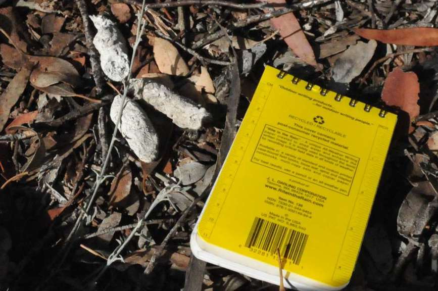 fox poo next to a notebook