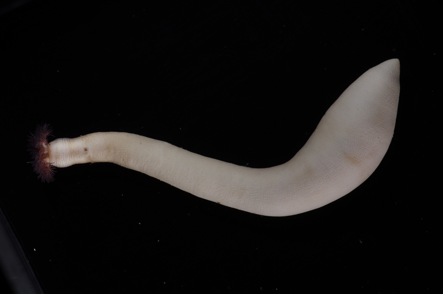 Worm on a black background