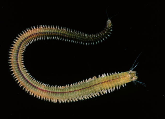 Worm on a black background