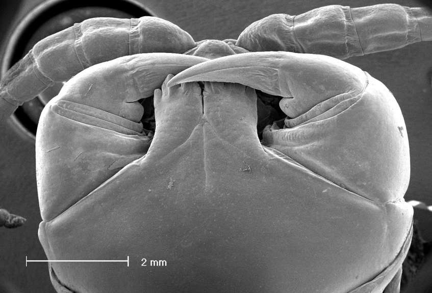 Scanning electron microscope (SEM) image of centipede fangs 