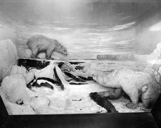 polar bear diorama