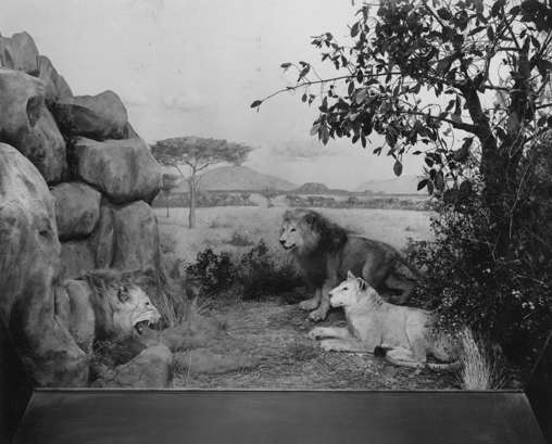 African Lion diorama