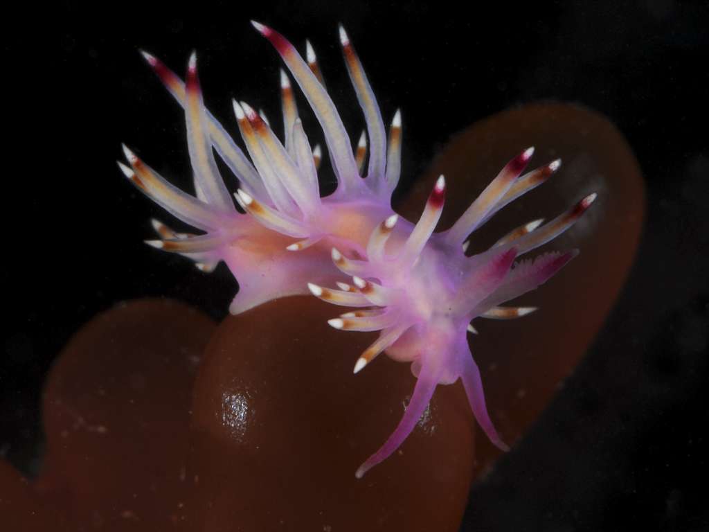 sea slug
