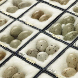 egg collection in tray