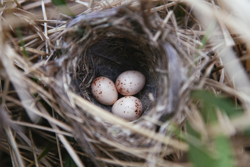 Bird eggs in nest. Location: Australia, Victoria, Alpine National Park, Cowombat Flat.