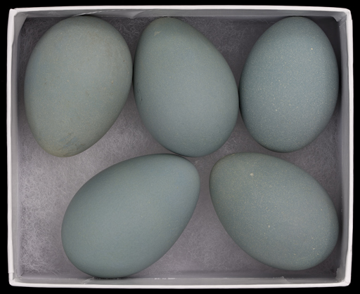 Plegadis falcinellus (Glossy Ibis) eggs