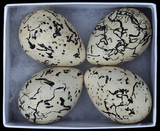 Cladorhynchus leucocephalus (Banded Stilt) eggs