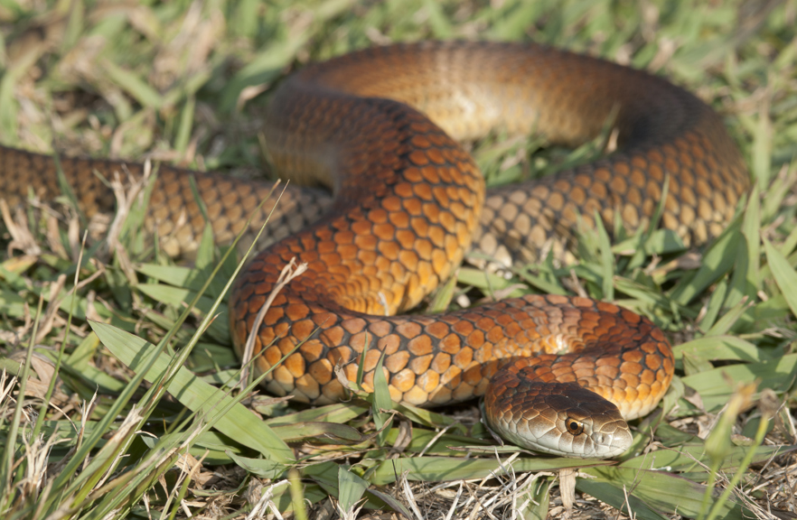 The Lowland Copperhead (Austrelaps superbus), a common inhabitant of the most disturbed habitats across southern Victoria