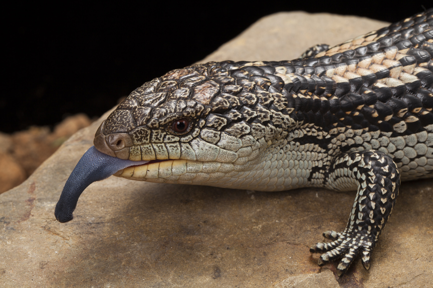 Tiliqua nigrolutea, Blotched Blue-tongue Lizard