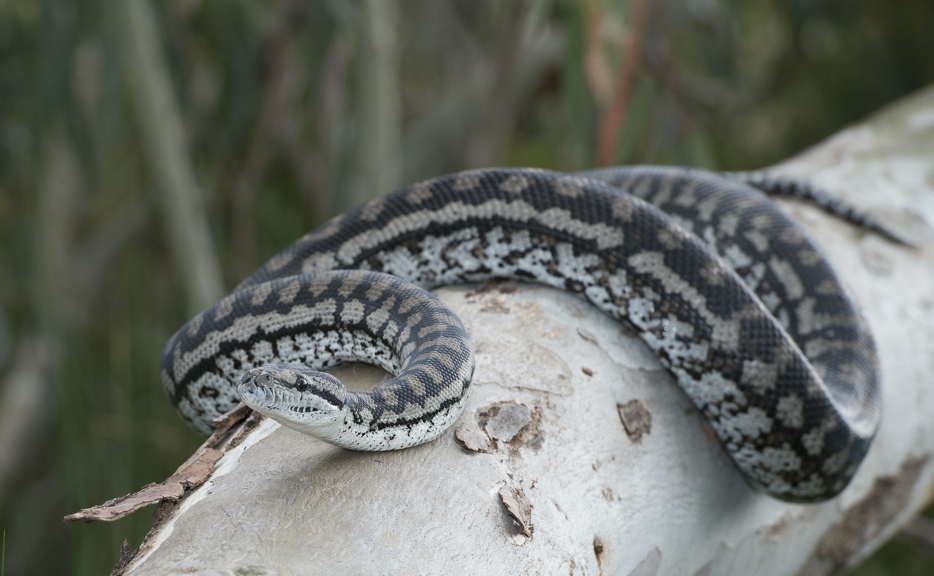 Murray Darling Carpet Python found during the Murray Explored Bioscan, Gannawarra Shire, Victoria