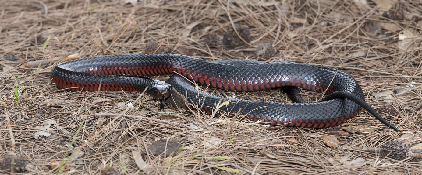 Red-bellied Black Snake