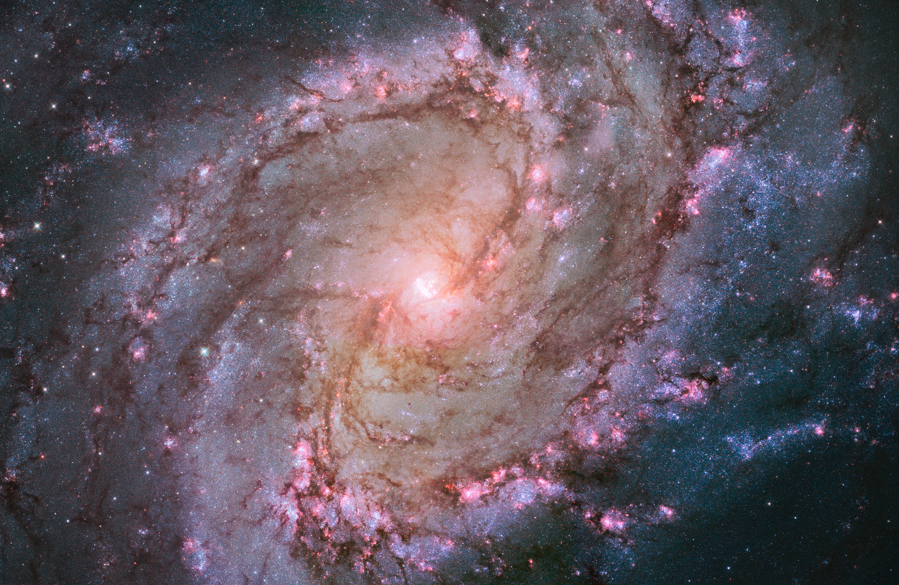 A hubble space telescope image of spiral galaxy M83