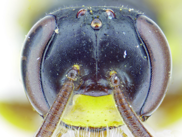 Image taken by a microscope of a bees head