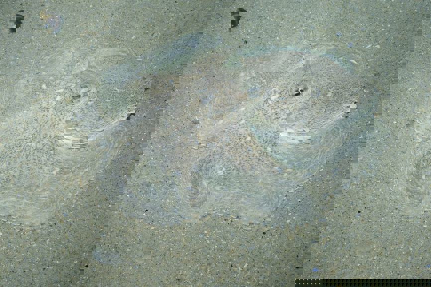 octopus camouflaged in sand