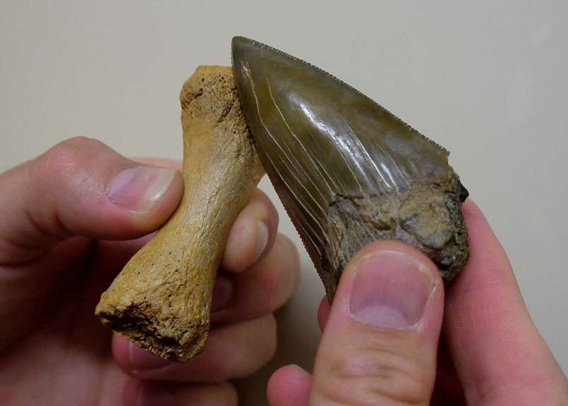 Shark tooth and whale bone