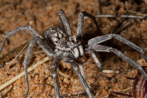 wolf spider