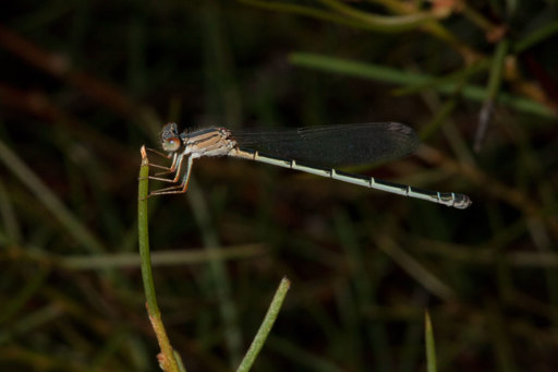 damselfly