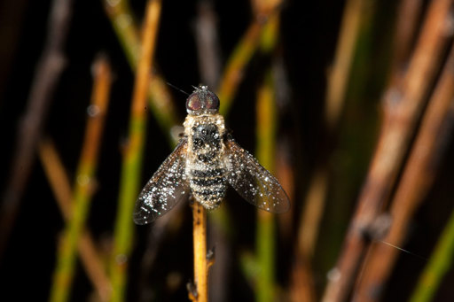 Bee fly