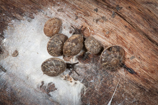 group of snails